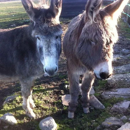 Bertrand Villefranche-de-Panat