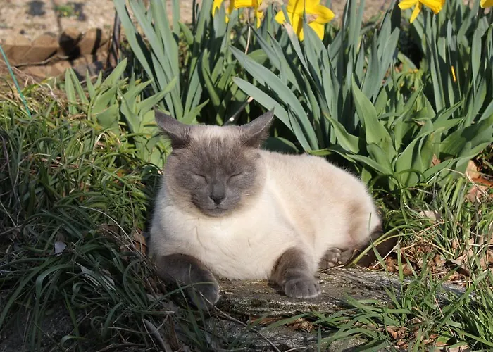 Bed & Breakfast Bertrand Villefranche-de-Panat