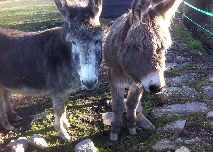 Bertrand Villefranche-de-Panat
