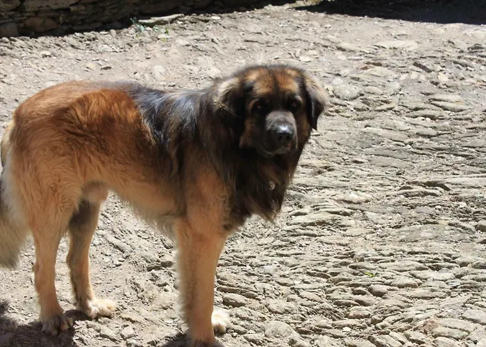 Bed & Breakfast Bertrand *